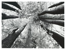 Load image into Gallery viewer, Ananya - Wall Art image
